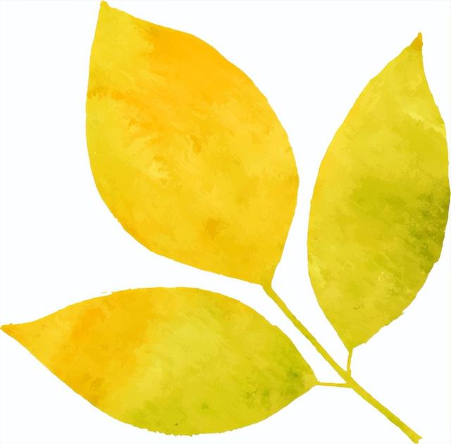 戴刀：沪江的风