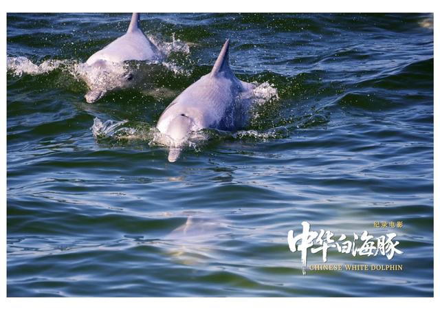 纪录电影《中华白海豚》今日上映，解锁粤港澳大湾区生态人文密码