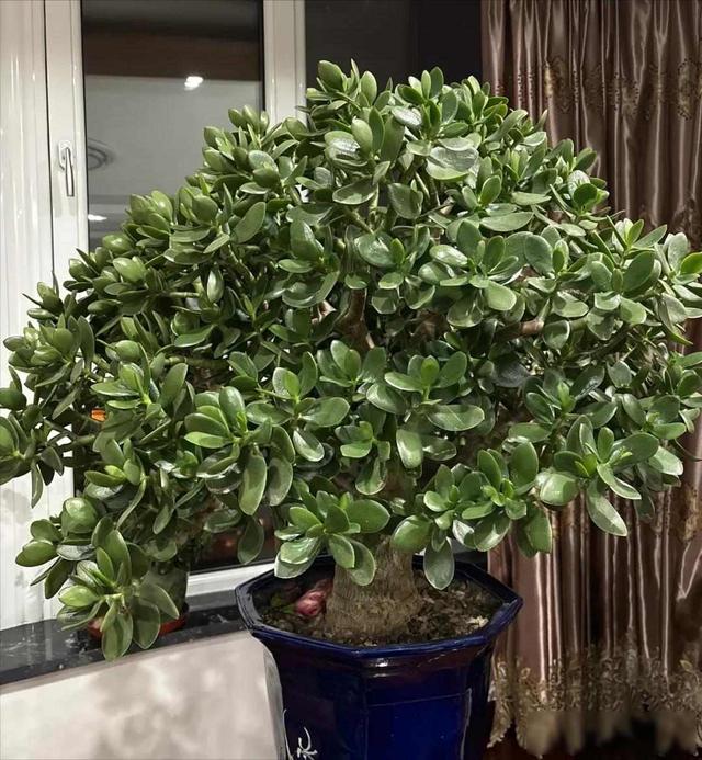 “五树进宅，升官发财”，这5种旺家树	，你家室内有没有？