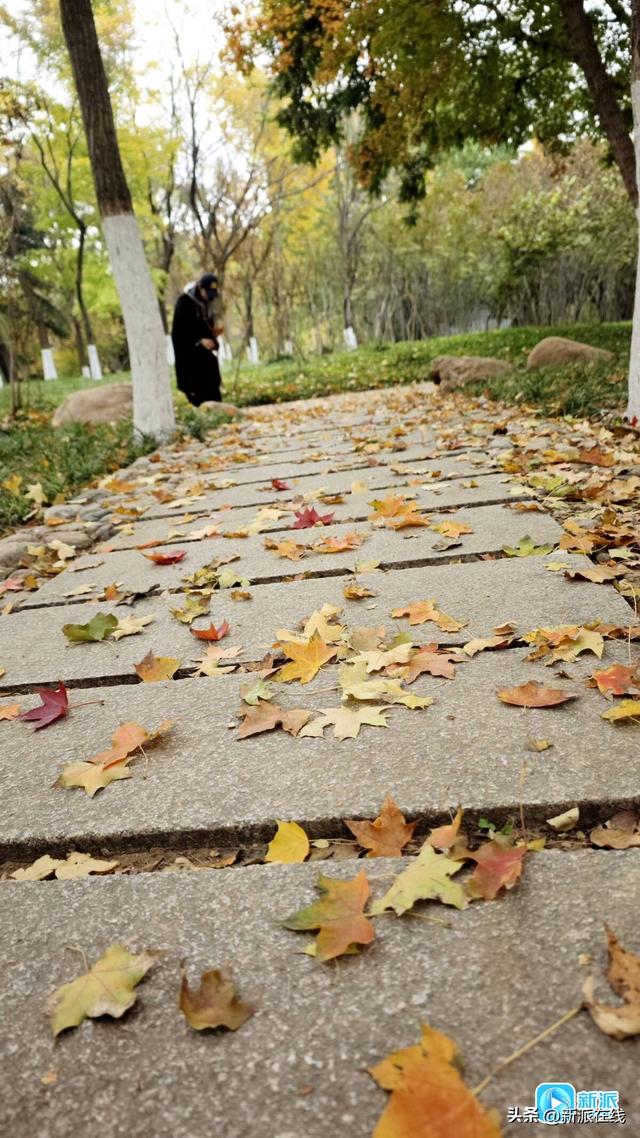 “落叶缓扫”，潍坊为你留住一份诗意