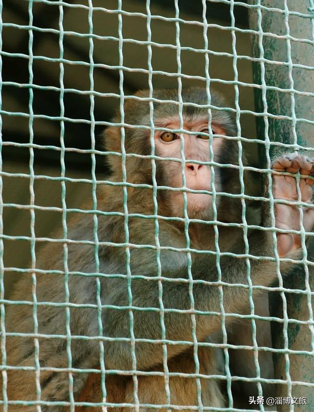 淄博版“疯狂动物城”来了！网红萌宠已就位，快来当一日“荣誉市民”→