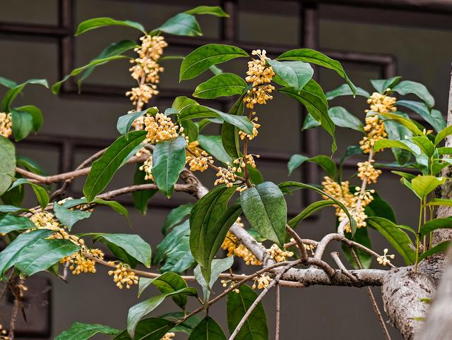 苏州拙政园桂花盛开