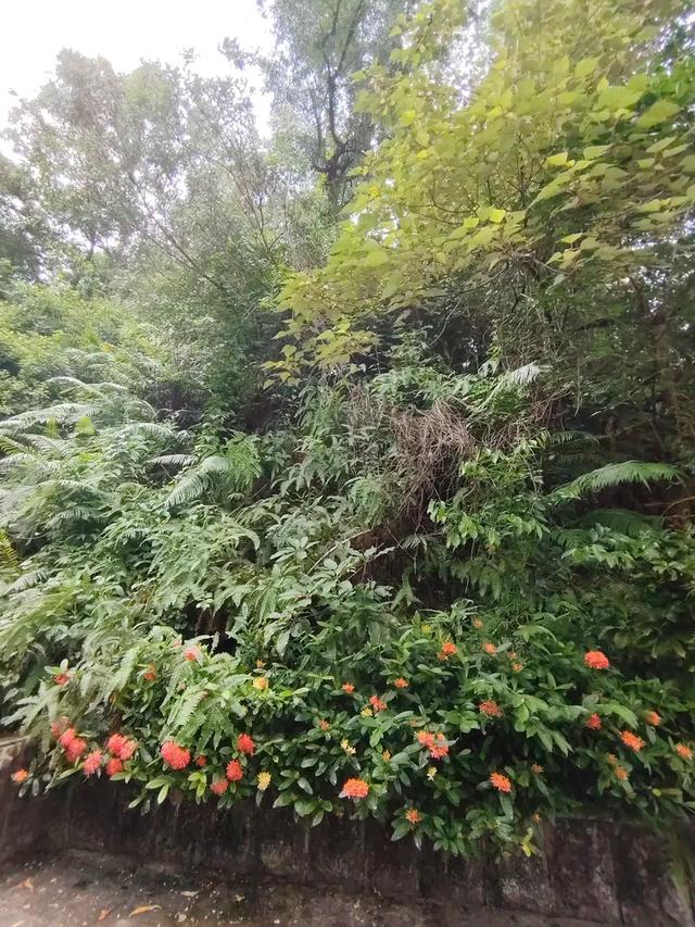 曾腾芳：在珠海登将军山