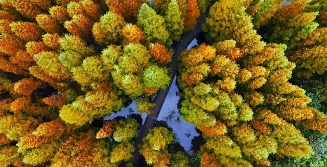 成都周边“天花板”级的银杏园，闯进金色秋日童话世界，拍照超美