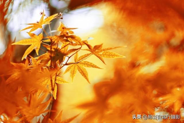 香山红叶摄影进阶：必须掌握这6个实战技巧，张张出大片成顶流