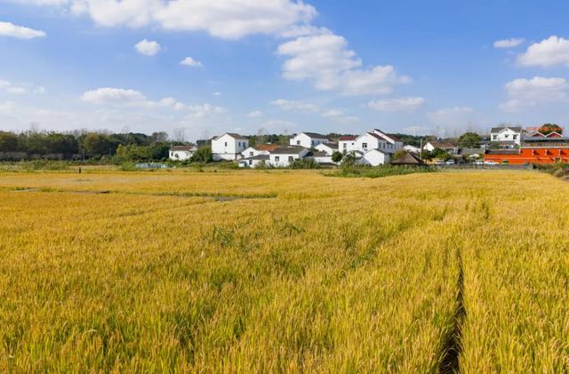 稻 花 香 里 看 雨 花