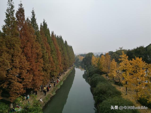 成都徒步（71）·昭觉寺银杏&升仙湖水杉