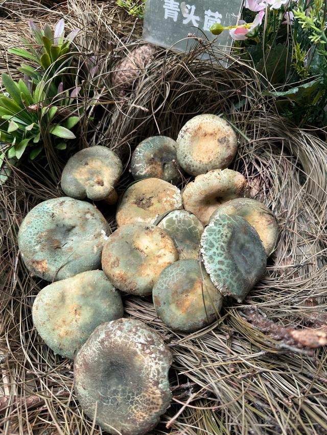 踏迹寻音：每年大理学生给我快递野生菌，原来和徐霞客大有关系