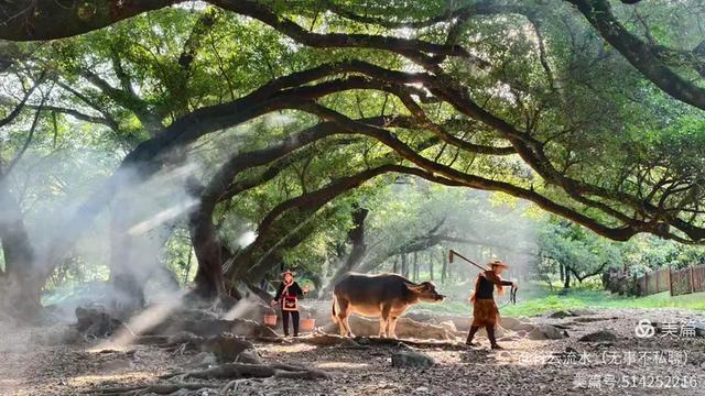 彩色旅图｜光影里的霞浦：滩涂、古树与渔排的诗意时光