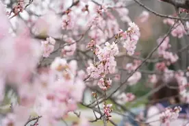 扬州樱花大道早樱悄然绽放，各地梅花进入盛花期！图片