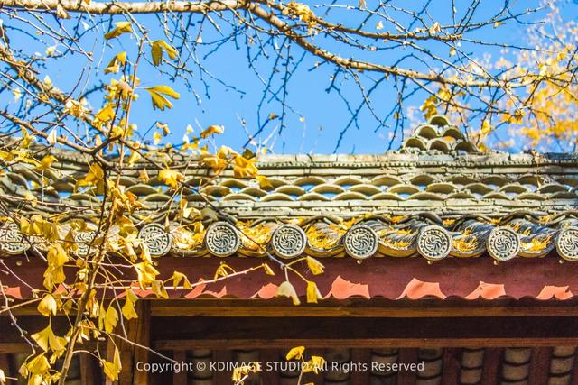 我愿称腾冲为秋季的天花板！银杏、温泉、古镇，来过的人都不想走