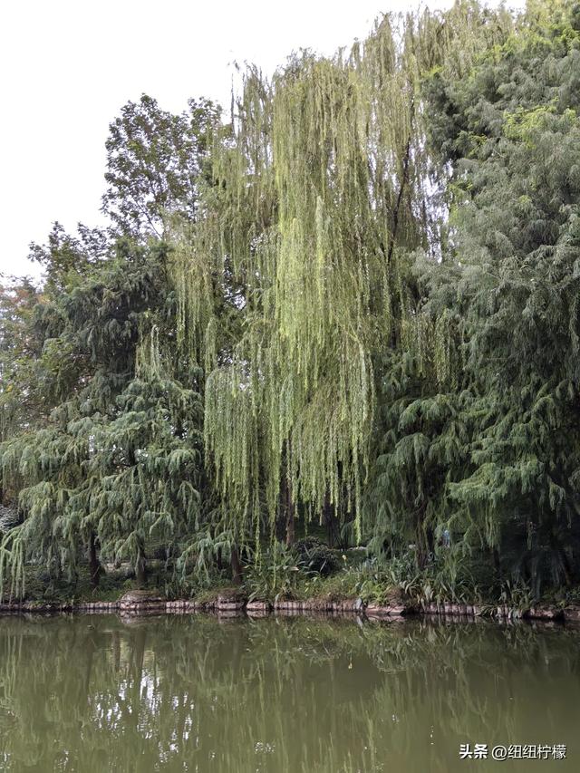桂香袭来，在秀湖公园闻花香，读一读杜甫的诗，在亲水步道走一走
