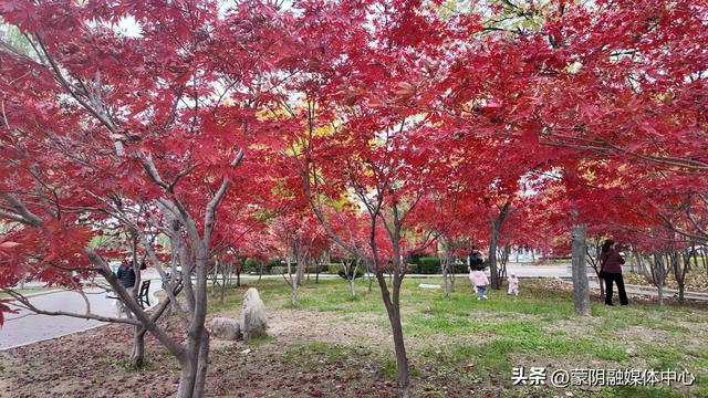 【蒙阴城管 绿意画卷】城北广场枫叶红！赏秋打卡正当时