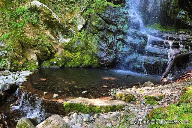 立减10℃!绿色天然避暑胜地,就在黑河国家森林公园→