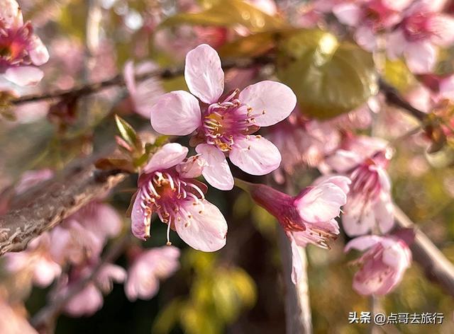 成都最大规模冬樱花开了，1000多株，惊艳壮观，免费，地铁直达！