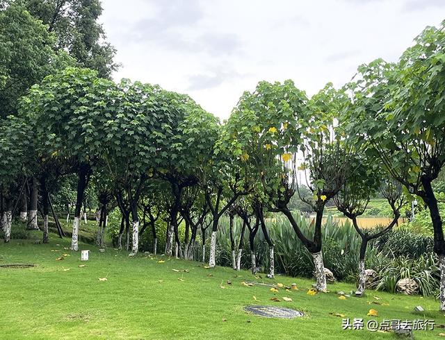 成都，最不可小看的公园，雨中超美，凉风阵阵，公共交通直达！