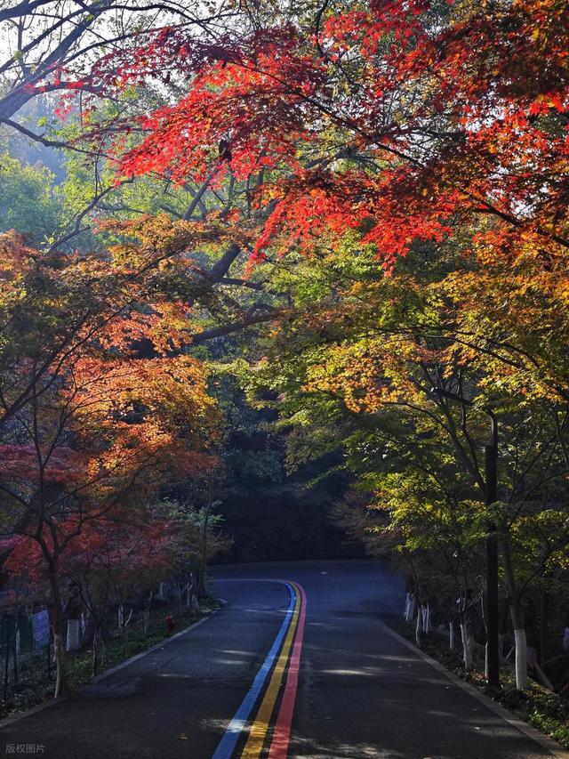 石象路银杏黄了！秋日南京必走的几条经典路线