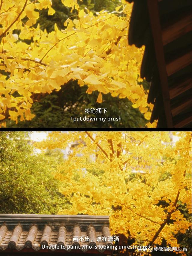 【图说·简阳】银杏浪漫成诗！邂逅限定款“金色之城”