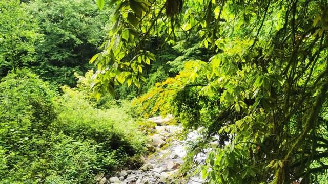 绿意+山林+森呼吸，在黑竹沟景区，慢享夏日山林趣～