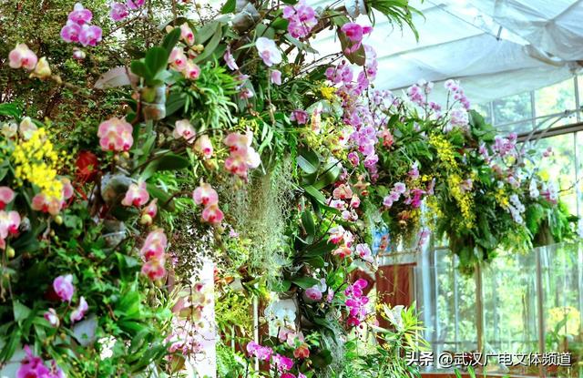 万株热带兰花盛放“23℃花屋” 武汉植物园热带兰展冬日绘春