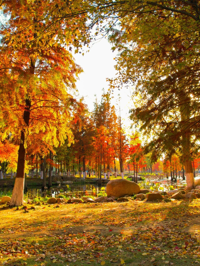 这个冬天，被山东这片红色“暖”到了！