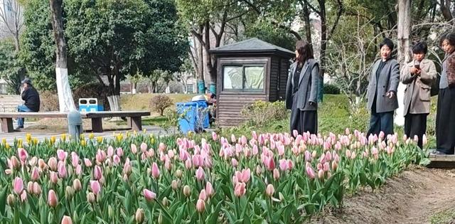 长岛公园郁金香开花啦！