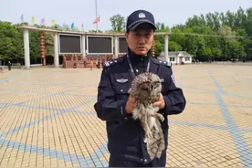 萌崽猫头鹰飞不动了，警民携手……图片