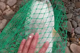 大黄尾逐渐活跃，轻松不跑鱼钓法，攻略分享图片