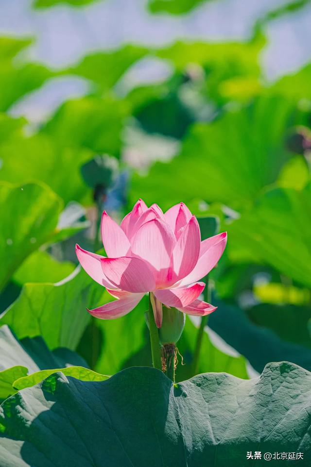 延庆：“好 运 莲 莲”~~