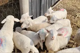 今天又卖了10只小羊羔。为什么公羔跟母羔，现在的价格是这样？图片