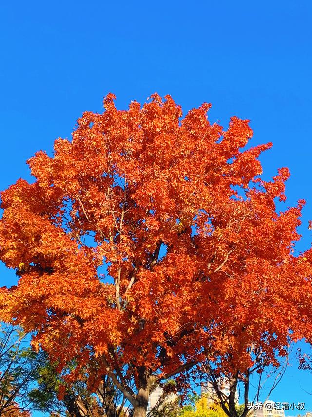 秋霜寒，秋叶艳，秋林醉，在家乡小城，邂逅一场姗姗来迟的秋景