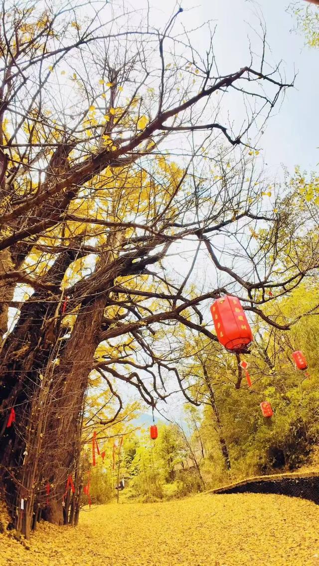 一树金黄三千年 | 邂逅榆树乡的秋日神话