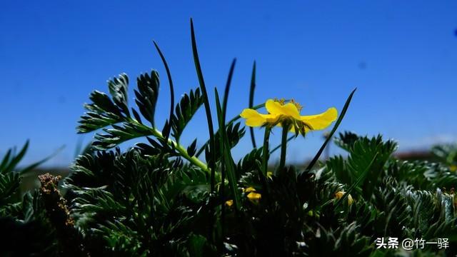 青海布哈河湿地：青海湖的母亲河