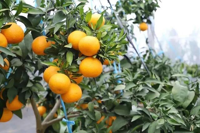 长三角果香正浓！快到这些当季采摘点位探“鲜”吧~