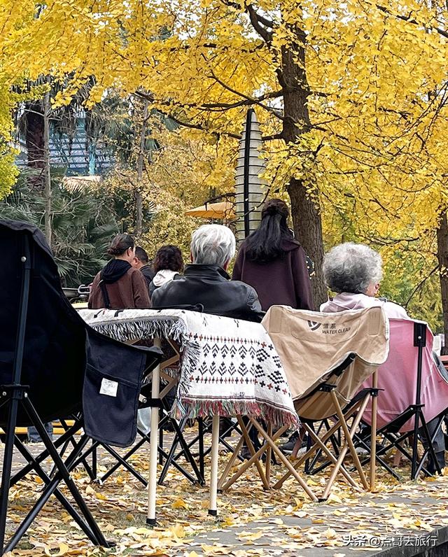 成都2公里长的银杏长廊，超级壮观，美爆了！地铁公交车可达！