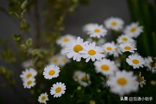 F1.2的魔力！用尼康“ Z 35mm f/1.2 S”拍摄“柔美虚化的广角人像”