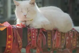 讲真的！养猫是需要“福报”的！一般人还真的养不了！图片