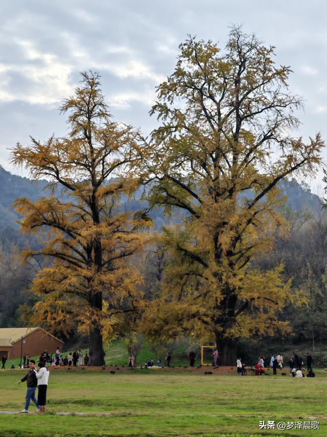 湖北随州，千年银杏谷 自然与人文的诗意交响