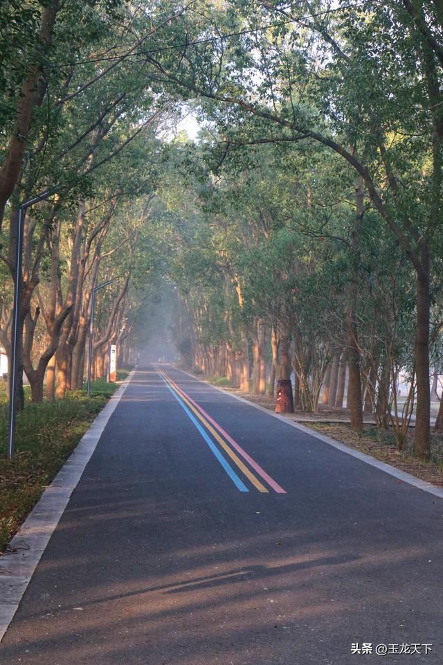 晨光与深呼吸：在同里湿地公园的万步悠然