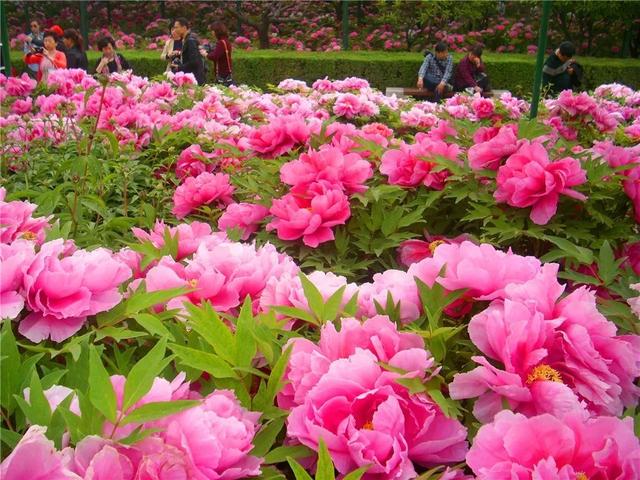 央媒发文！33岁杨紫高调官宣喜讯，网友：恭喜，终于等到了这一天