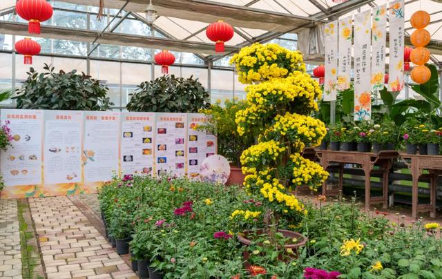 今日开幕！来泰达看百菊争艳