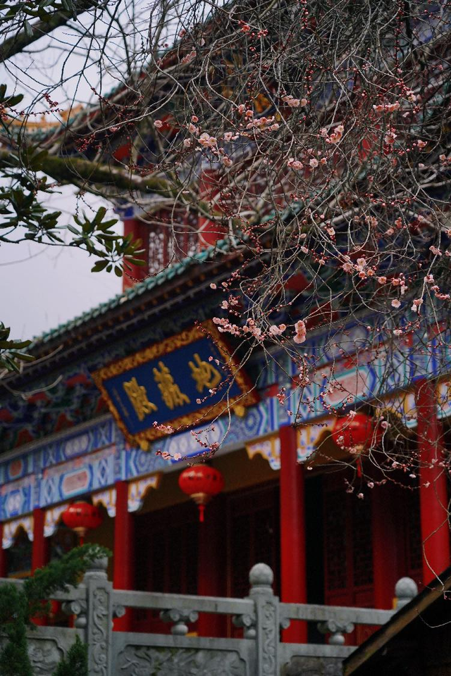 天目山秘境觉醒！用镜头解锁“大树王国”的N种打开方式