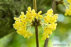 提醒：并不是所有的桂花都能吃！我也才知道，原来桂花有4大品系图片