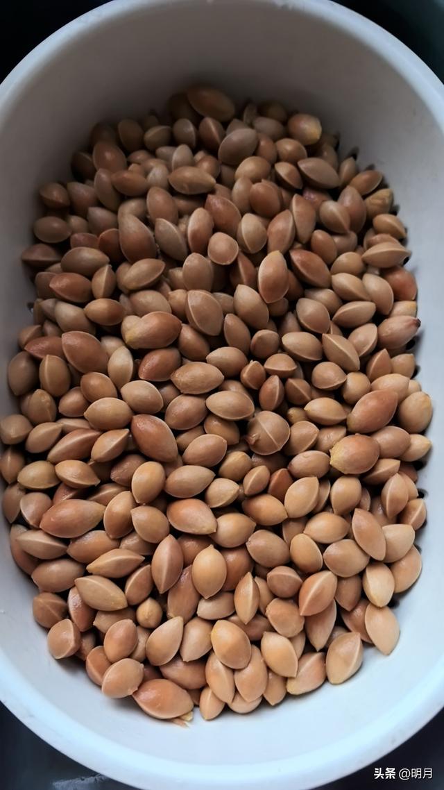 分享你最快捷去黄河千亩银杏林的路线