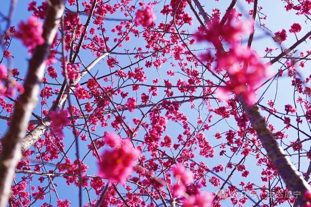 溪畔有乐、庭院有花、薯田有甜，周宁这个村把日子过成向往的模样