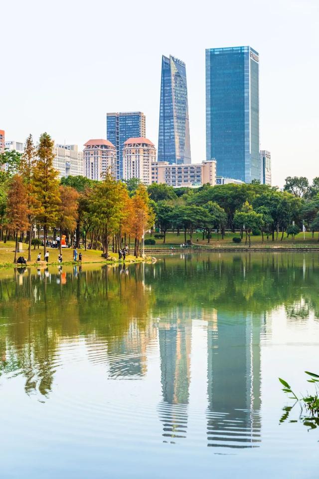 莲花山落羽杉，红了！