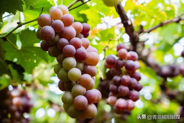 城阳宫家村葡萄季甜蜜来袭，采摘攻略请收好！