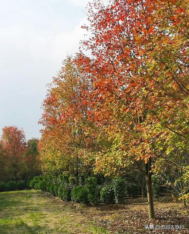 成都近郊最大规模红枫来了，被严重冷落，不要门票，古镇美食诱人