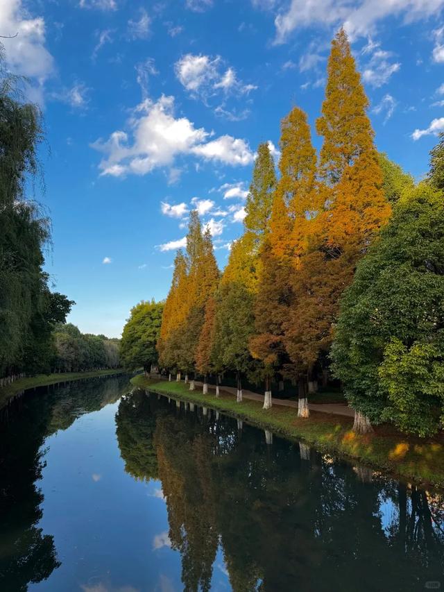 小众秘境！昆明版“塞纳河畔”，水杉红透半边天