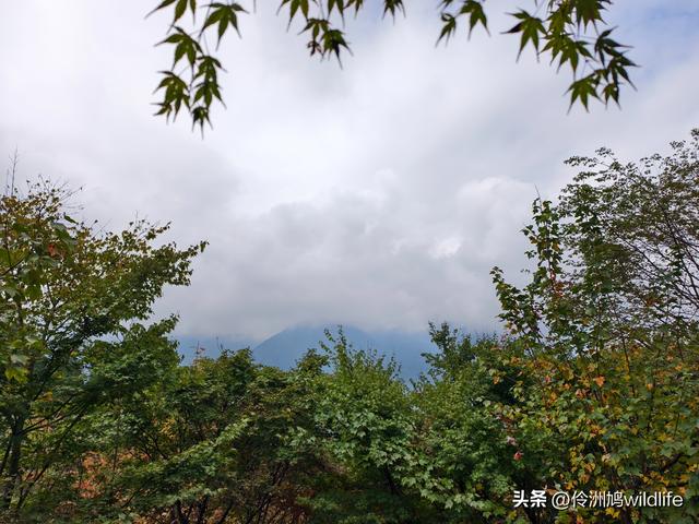 四川行(73)什邡红枫岭徒步到钟鼎寺